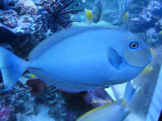  Naso vlamingii (Bignose Unicornfish)